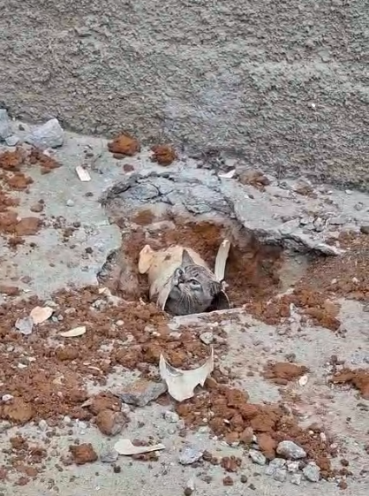 Felino é resgatado em operação no Santa Cruz